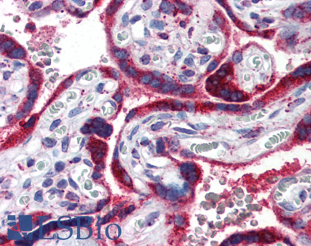 IHC-plus™ PPARG / PPAR Gamma Antibody (aa1-16)