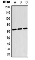 IHC-plus™ TESK2 Antibody (Internal)