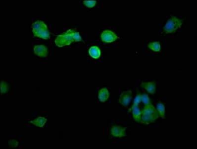 Dynactin 2 / Dynamitin Antibody