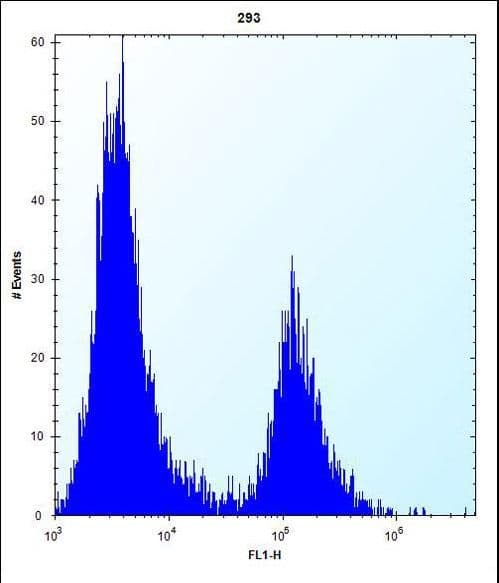 IRF4 Antibody (aa164-191)