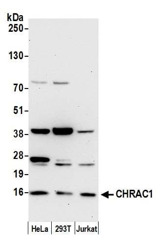 CHRAC1 Antibody (aa81-131)