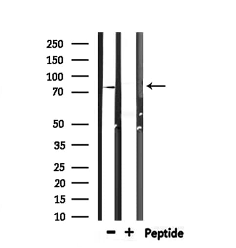 Zyxin Antibody