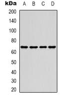 SRF / Serum Response Factor Antibody (Internal)