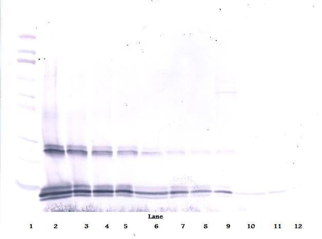 IL15 Antibody