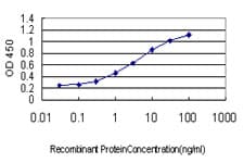 Leptin Antibody (clone 3G1-1C9)
