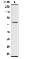 A1BG Antibody (Internal)