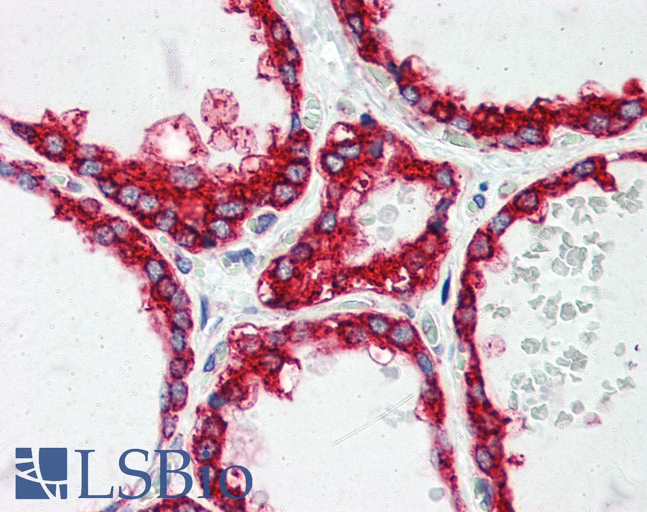 IHC-plus™ PDI / P4HB Antibody (aa499-509)