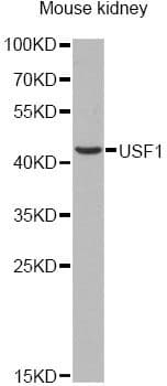 USF1 / USF Antibody