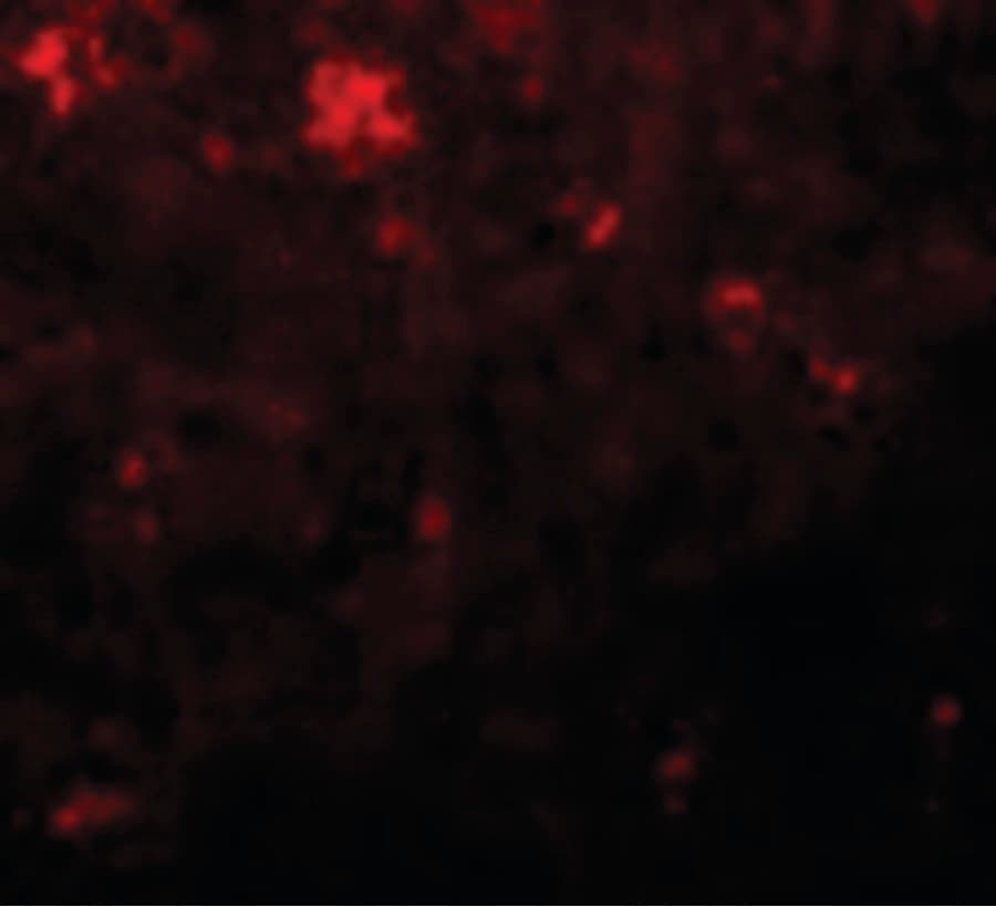 NANOG Antibody