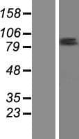 ZNF585B Protein (Over-Expression Lysate Myc-DDK (Flag))