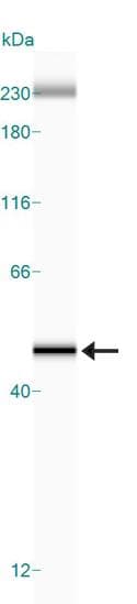 ACTB / Beta Actin Antibody (N-Terminus, clone 8H10D10)