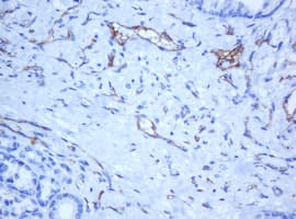 PECAM-1 / CD31 Antibody (clone OTI1F9)