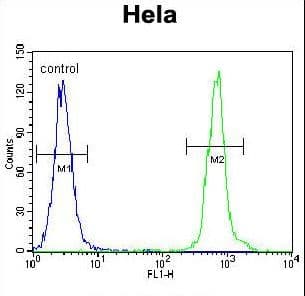 ZNF384 Antibody (aa531-559)