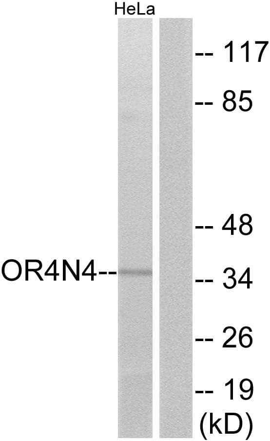 OR4N4 Antibody