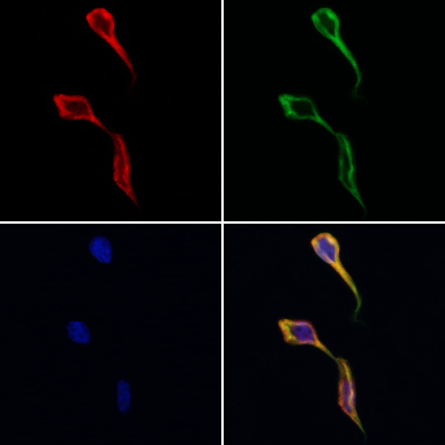 DNAJB12 Antibody