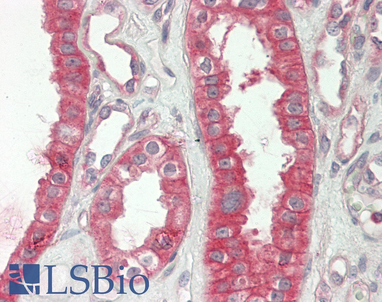 IHC-plus™ c-CBL Antibody (clone 3B12)