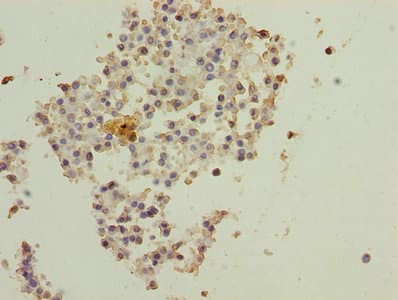 DNAL4 / Dynein Light Chain 4 Antibody
