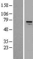 AGPS Protein (Over-Expression Lysate Myc-DDK (Flag))