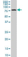 HCLS1 Antibody (clone 3F4)