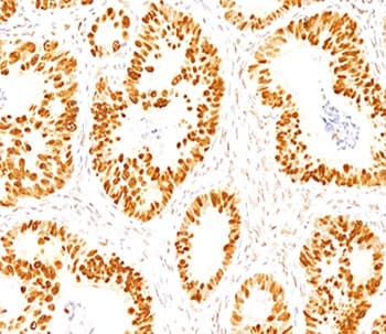 TP53 / p53 Antibody (clone DO-7, Azide-free, BSA-free)