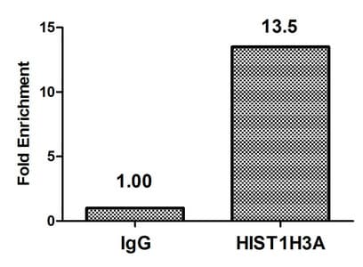 HIST1H3A Antibody