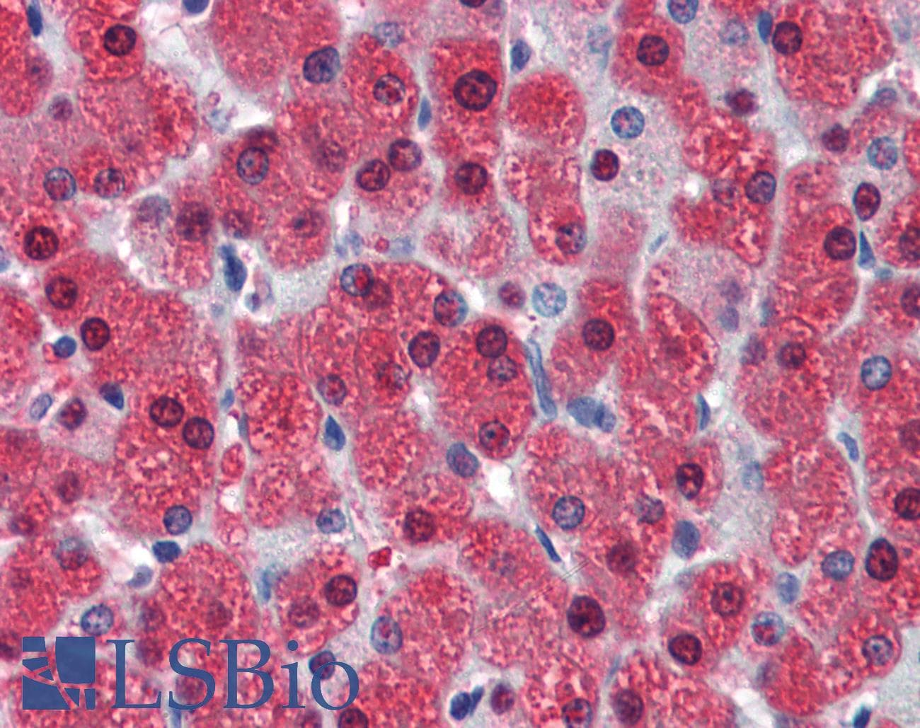 L3 / LASS2 Antibody (aa72-121)