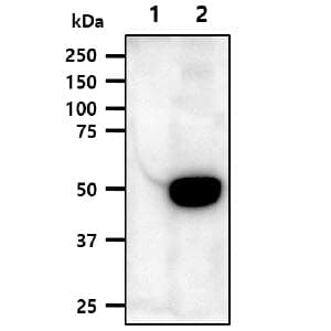 ODC1 / Ornithine Decarboxylase Antibody (clone AT9B3)