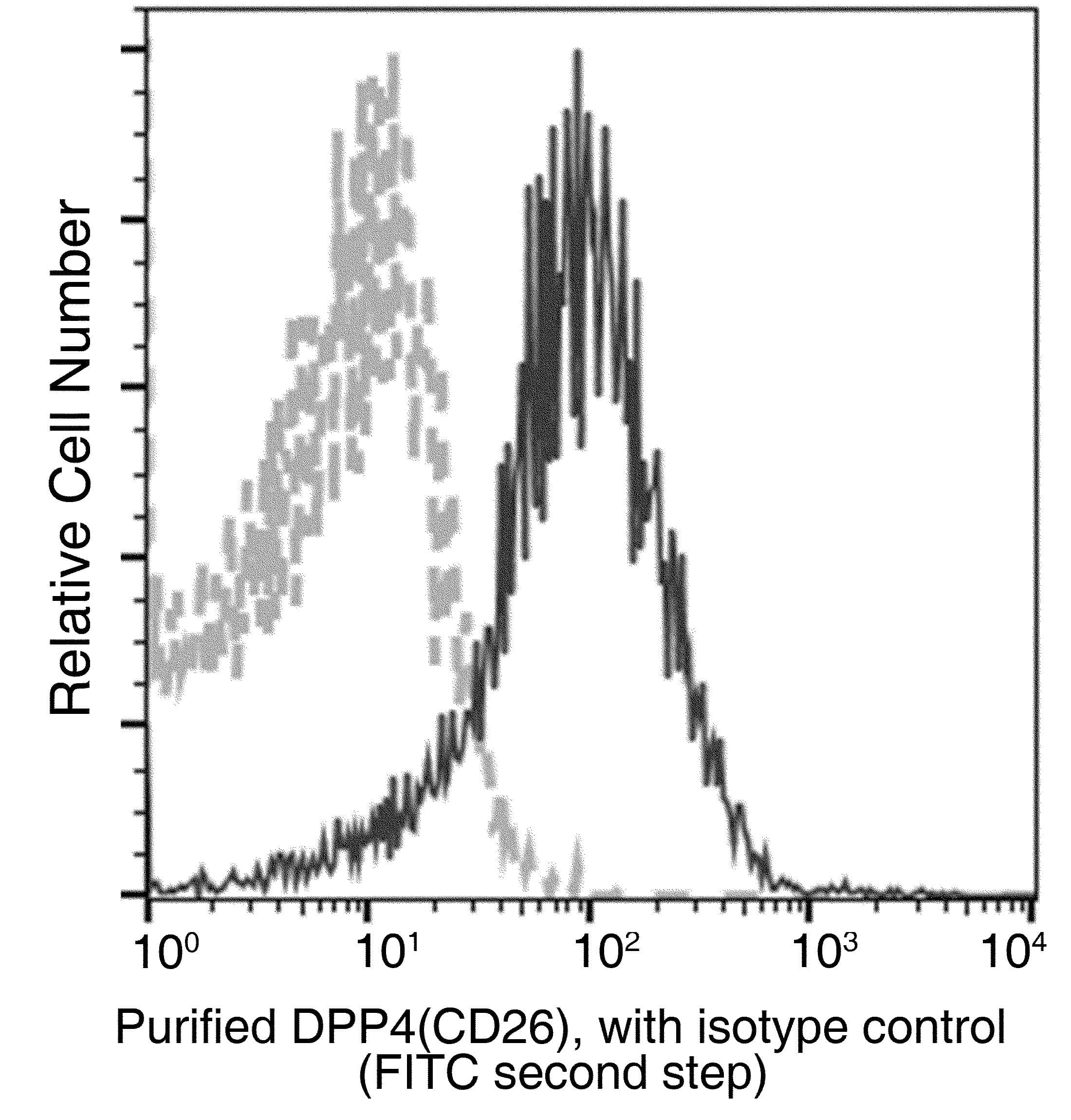 DPP4 / CD26 Antibody (clone 007, Preservative Free)