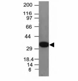 IHC-plus™ PCNA Antibody (clone PCNA/694)