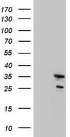 Monoclonal Mouse anti-Human MORF4 Antibody (clone OTI5A6, Carrier-free, aa1-255, WB)