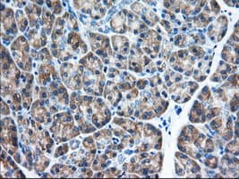 EIF2S1 Antibody (clone OTI3H4)