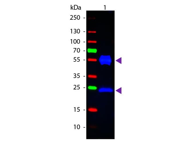 Rabbit Anti-Mouse IgG Secondary Antibody (FITC)
