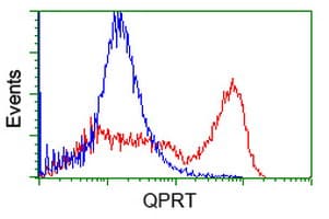 Monoclonal Mouse anti-Human QPRT Antibody (clone OTI3B3, IF, WB)