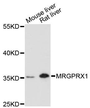 Polyclonal Rabbit anti-Human MRGX1 / MRGPRX1 Antibody (WB)