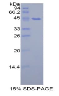 Rat PIP / GCDFP-15 Protein (Recombinant His-GST)