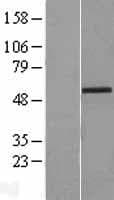 ZIC2 Protein (Over-Expression Lysate Myc-DDK (Flag))