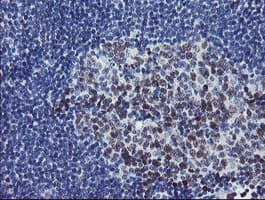 RFC2 / RFC40 Antibody (clone OTI4C11)