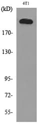 MYH1 Antibody