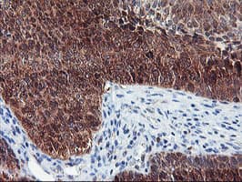 NLN / Neurolysin Antibody (clone OTI1D6)