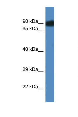 SCYL3 Antibody (aa503-552)