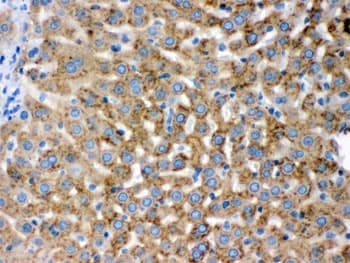 PGRMC1 / MPR Antibody