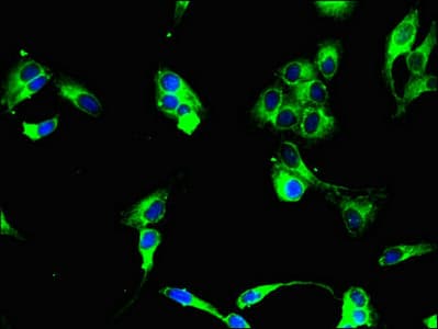 Putative uncharacterized protein C2orf46; Antibody