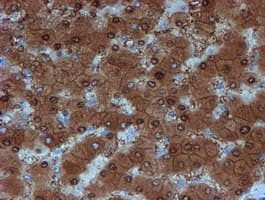 SAT2 Antibody (clone OTI2B3)