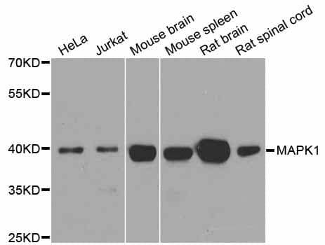 MAPK1 / ERK2 Antibody
