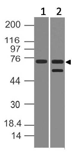 PRDM5 Antibody
