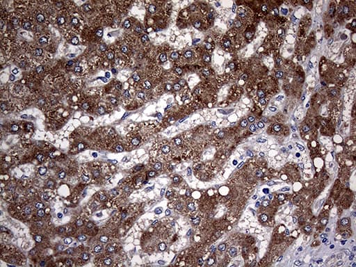 PON3 Antibody (aa30-319, clone OTI1A5)