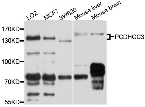 Polyclonal Rabbit anti-Human PCDHGC3 / PCDH2 Antibody (WB)