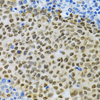 ELAVL1 / HUR Antibody