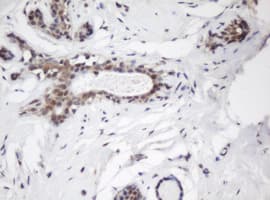 JUN / c-Jun Antibody (clone OTI3C1)