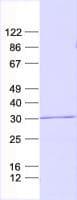 Human CARD16 / COP Protein (Recombinant His, N-Terminal)